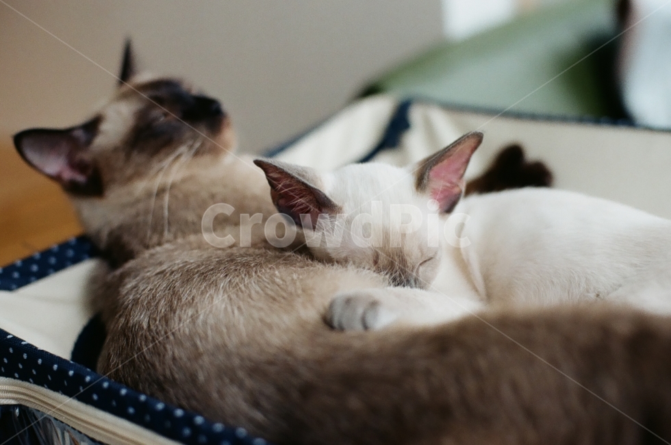 love,dog cat,Siamese,maternal love,picture,monotone,pilm,animal photo,siamese cat,mammal,cat,animal,Emotion,family,mammalia,photography,film camera