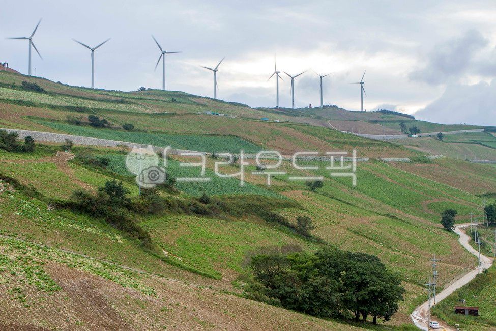 cabbage field,wind power,Taebaek,napa cabbage,hill of wind,autumn,cold cabbage