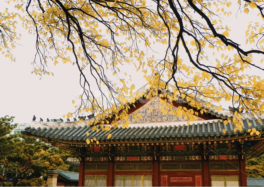 덕수궁,궁,고궁,기와,나뭇잎,가을,전통건축물