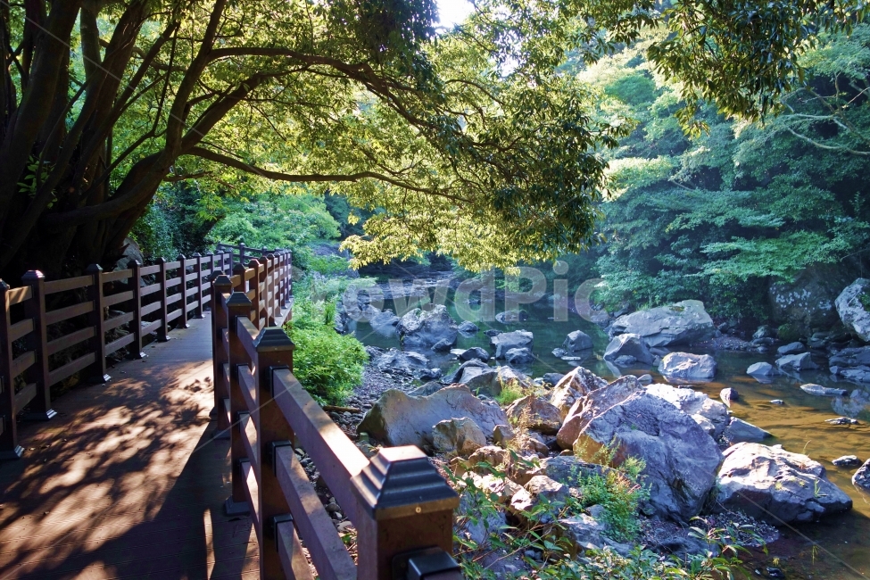 제주도,안덕계곡,상록수,계곡,하천,돌,바위,햇살,아침,산책로,물,내천,나무,녹색,피톤치드,제주,제주도여행,제주여행,여행,자연,풍경,경치,아름다운,전망,그림,같은,뷰,자연,풍경,nature,landscape,한국자연풍경,한국자연경관,korea nature landscape