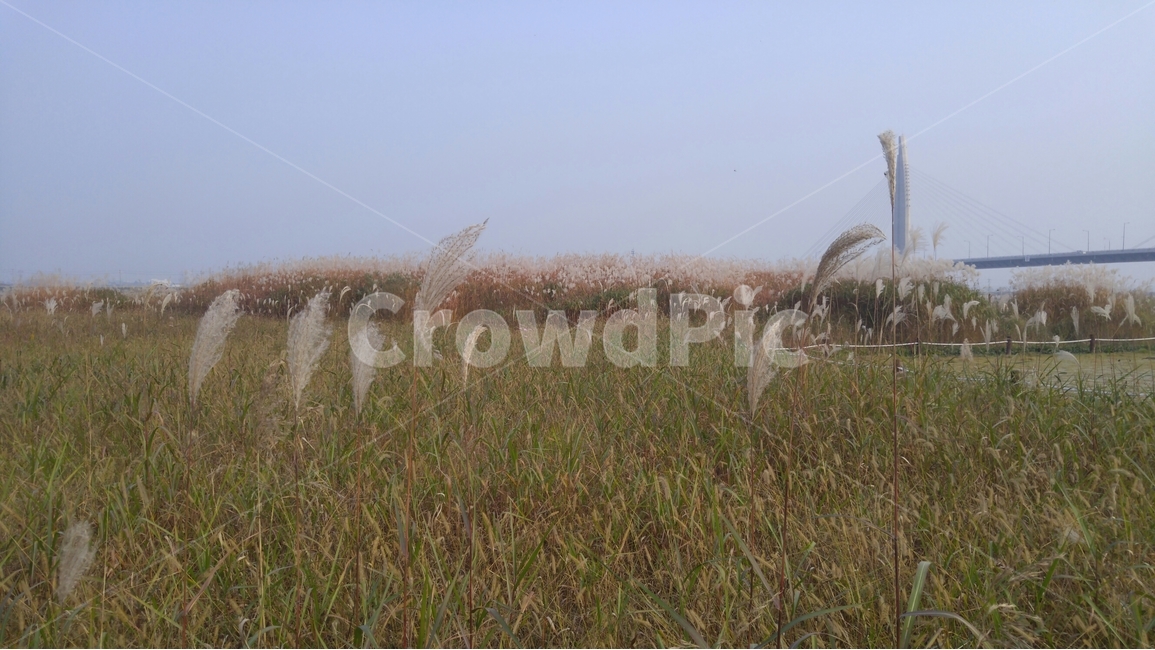 갈대,풍경,들판,하늘,식물,field,sky,sunny,맑음,nature,landscape,plants,갈대밭,봄,여름,가을,구름,자연,계절,spring,autumn,fall,season,자연,풍경,nature,landscape,plant,grass,잔디,lawn