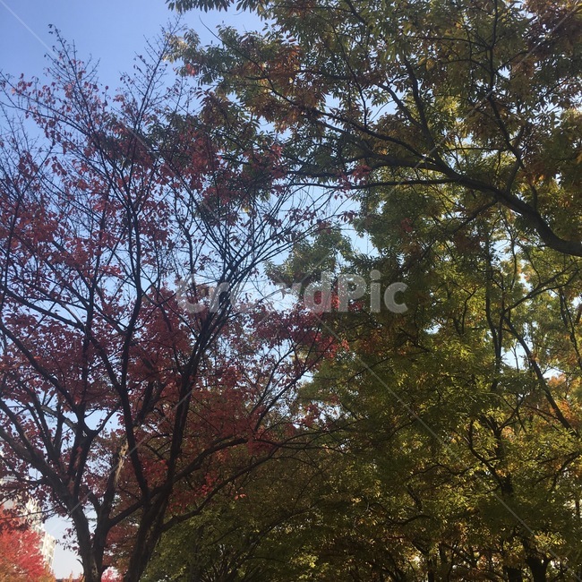 나무들,나무,가을,낙엽,나뭇가지,하늘,공원,쉼터