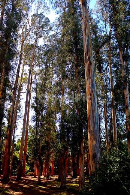나무,숲속,숲,자연,웅장함,자연,풍경,nature,landscape,식물,plants,나무,trees,wood,tree,plant,redwood,세쿼이아