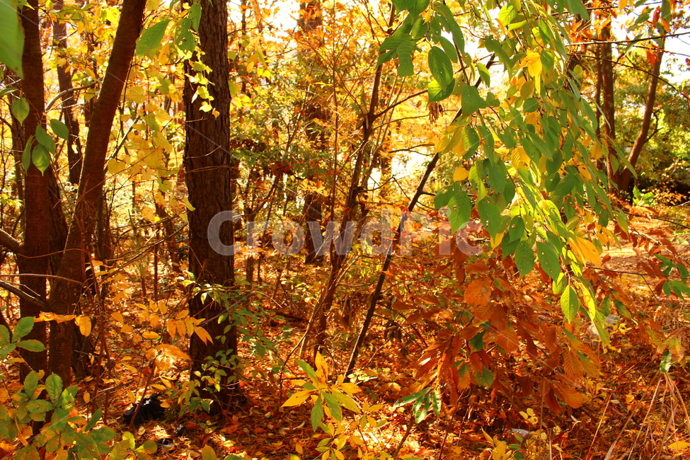 가을,숲,단풍,빛,나무,풍경,가을,계절,fall,autumn,season,식물,자연,plants,nature,나무,trees,wood,leaf,잎,plant,tree