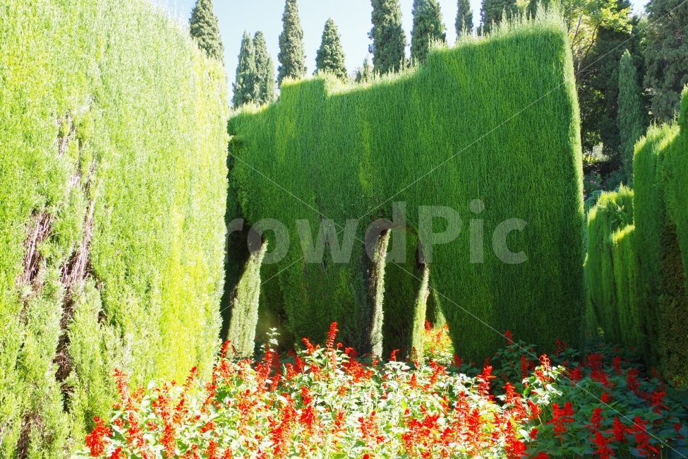 	여행,스페인,그라나다,알함브라travel,spain,grananda,alhambra,정원,garden,식물,자연,plants,nature,해외,외국,세계,foreign,oversea,world
