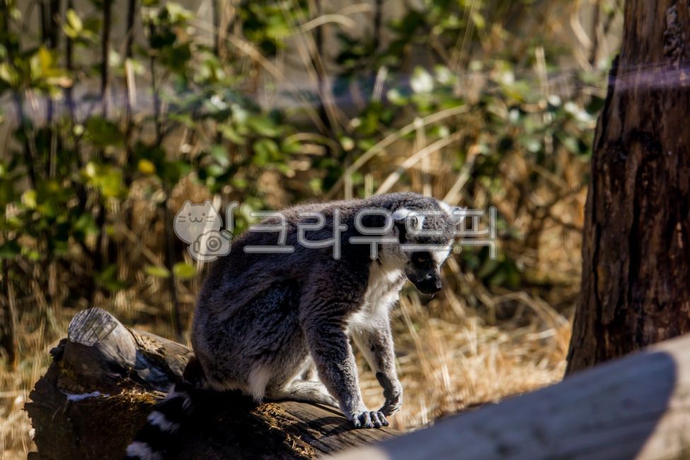 동물,animal,동물원,zoo,알락꼬리여우원숭이