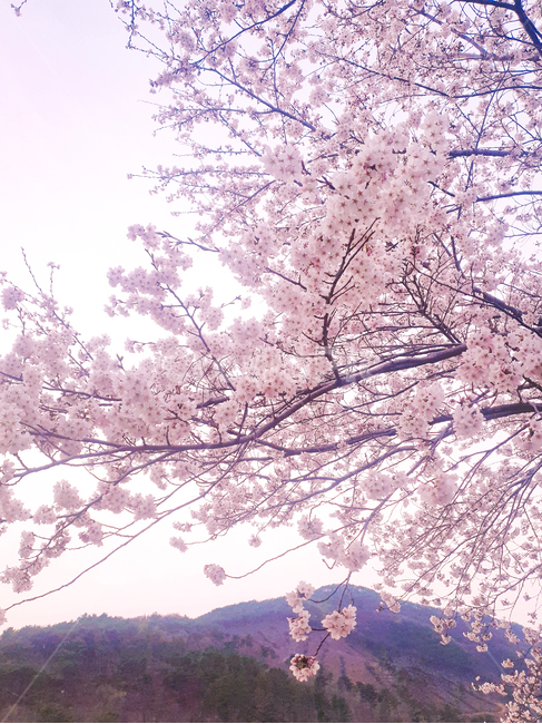 봄,벚꽃놀이,벚꽃,자연풍경,blossom,꽃,flower