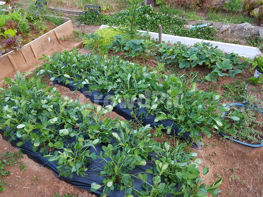 땅콩,텃밭,자연,흙,열매,산업,industry,industrial,농업,농사,agriculture,farming,farming industry