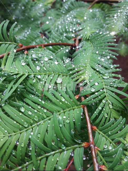 나무,비온뒤,잎사귀,이슬,물방울,초록,식물,자연,plants,nature,비,비오는날,rain,rainy