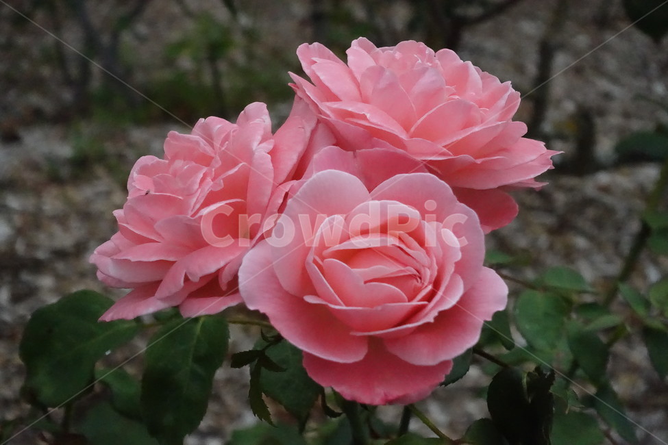 꽃,플라워,핑크,분홍꽃,생화,식물,자연,plants,nature,꽃,flower