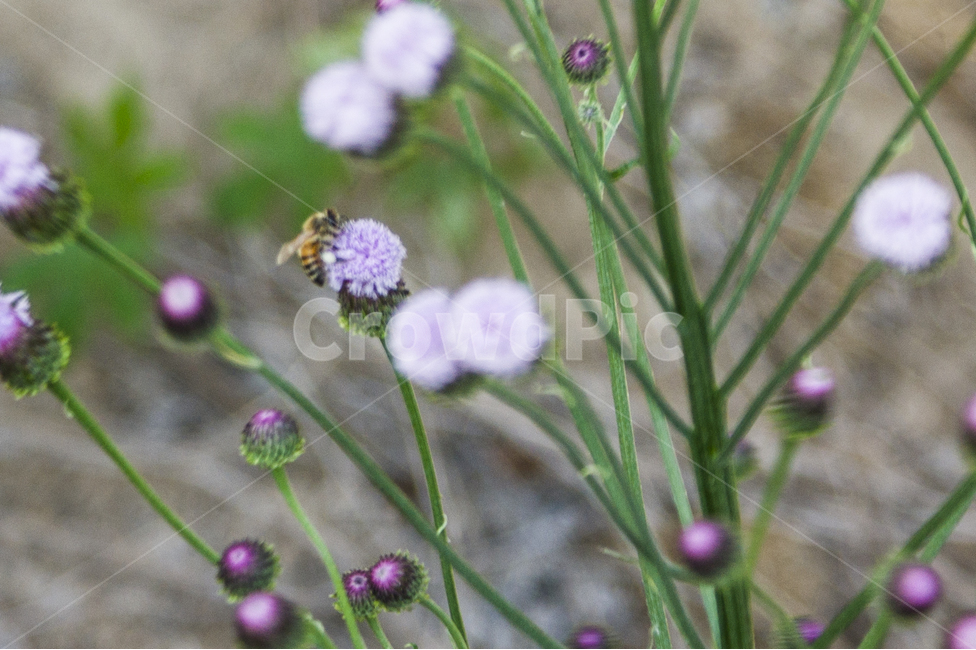 식물,꽃,벌,접사,자연,식물,자연,plants,nature,꽃,flower,동물,animal,곤충,벌레,insect,bug