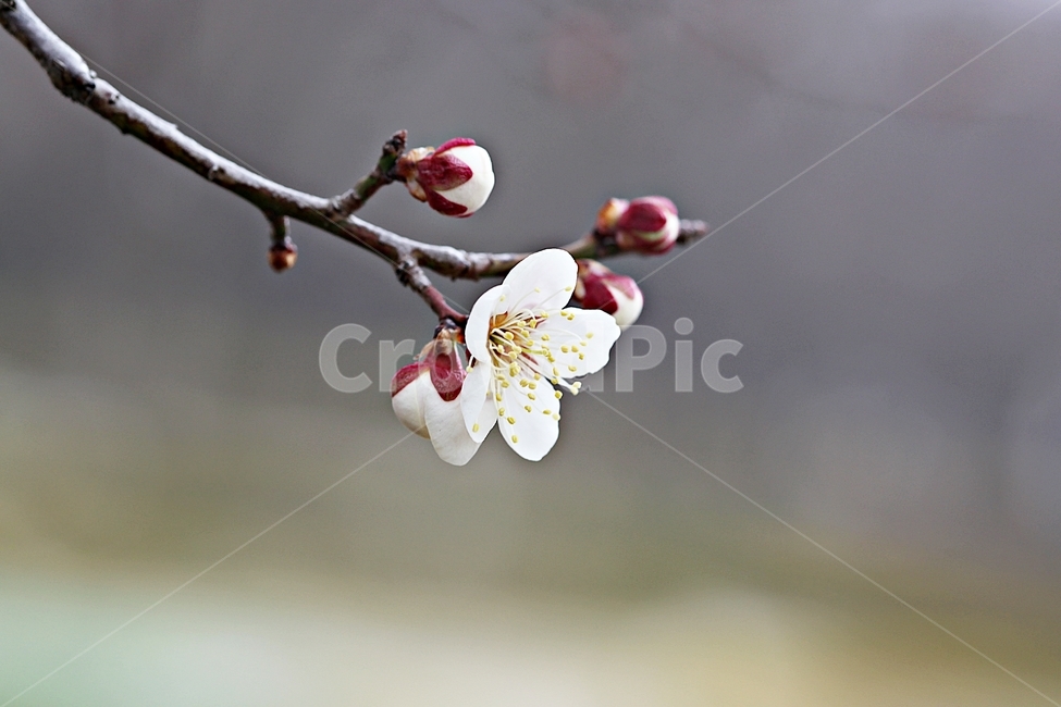 매화,매화꽃,꽃,매화나무,자연,배경,자연,풍경,nature,landscape,식물,plants,꽃,flower,나무,trees,wood,plant