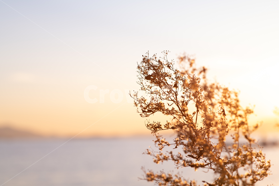 nature,자연,outdoors,옥외,노을,agriculture,autumn,background,beautiful,beauty,blossom,blue,bright,color,countryside,environment,field,fieldofflowers,fields,flora,floral,flower,fresh,garden,grass,green,growth,landscape,lawn,natural,organic,outdoor,plant,retro,rural,scene,season,sky,spring,summer,sun,sunlight,sunny,sunrise,sunset,vintage,white,wild,yellow,식물,자연,plants,nature