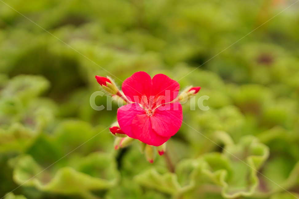 꽃,들꽃,생화,조화,flower,nature,자연,plant