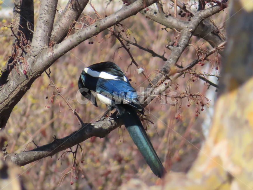 나무,식물,까치,조류,새,나뭇가지,클로즈업,tree,plant,magpie,bird,branches,closeup,동물,animal,조류,새,birds