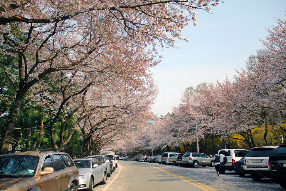 벚꽃,길,거리,나무,도로,꽃,꽃잎,봄,개화,자연,풍경,차,자동차