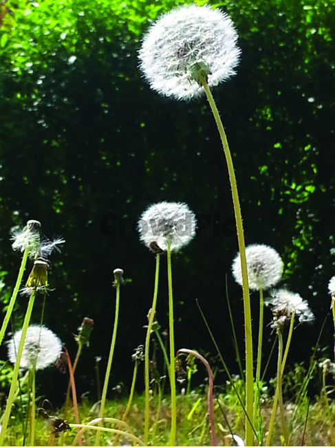 민들레,홀씨,민들레홀씨,민들레씨앗,flower,blossom,plant,식물,꽃,dandelion,식물,자연,plants,nature