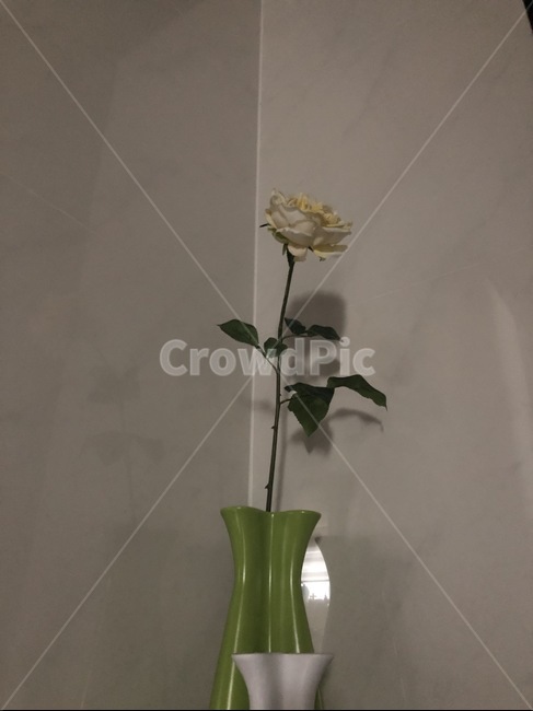 꽃,감성사진,분위기,대리석,장미,백장미,인테리어