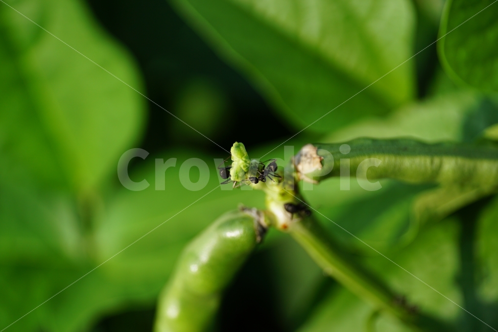 동부콩,완두콩,콩,식물,자연,이파리,여름,식재료,요리재료,식자재,nature,summer,green,녹색,줄기,접사,콩꽃,꽃사진,플라워,flower,농작물,농산물,농촌,시골,재배,수확,농업,country,macro,신비,감성,감성사진,힐링,힐링사진,콩밭,개미,곤충,벌레,insect,ant,스냅,스냅사진,스넵,스넵사진,snap,bean,soya,pea,야채,채소,vegetable,farm,farmer,한국의자연,한국자연,한국풍경,동물,animal,곤충,벌레,insect,bug