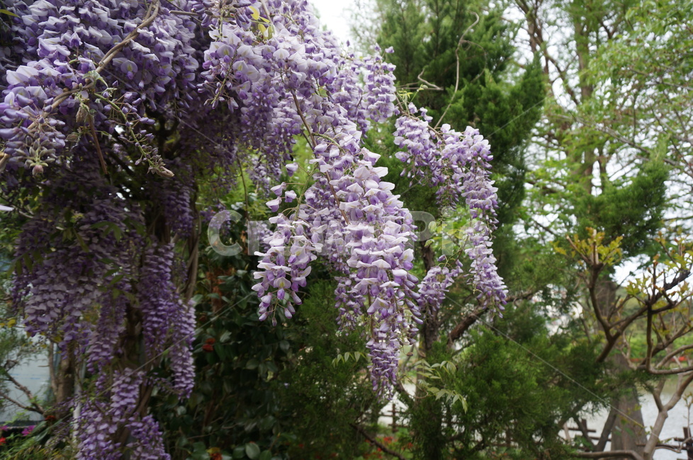 꽃,보라꽃,봄,봄꽃,violet,purple,purpleflower,자연,식물