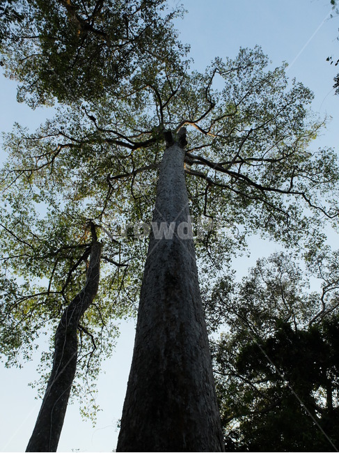 나무,열대나무,식물,풍경,자연,식물,자연,plants,nature,나무,trees,wood