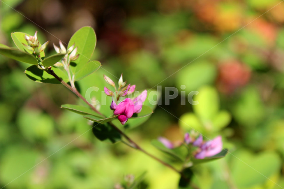 plant,식물,flower,blossom,꽃,식물,자연,plants,nature