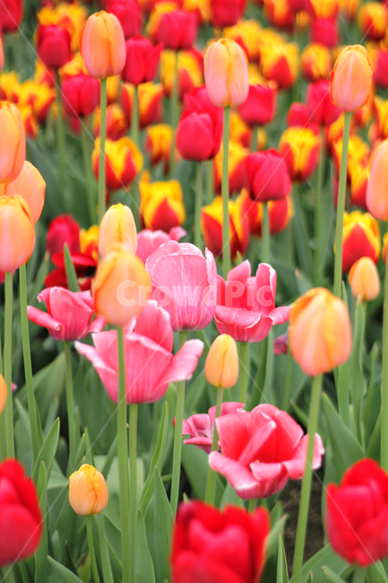 plant,식물,flower,꽃,blossom,튤립,tulip,구근식물,자연,nature,식물,자연,plants,nature,꽃,flower
