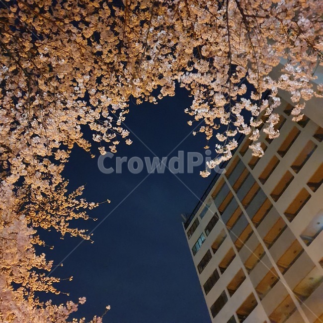 벚꽃,꽃,봄,밤,하늘,아파트,감성,cherryblossoms,spring,night,sky