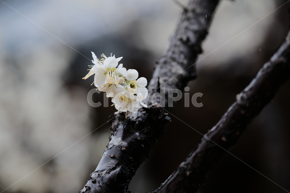 봄,꽃,벚꽃,spring,flower,봄꽃,rainyday,식물,plant,봄,계절,spring,season