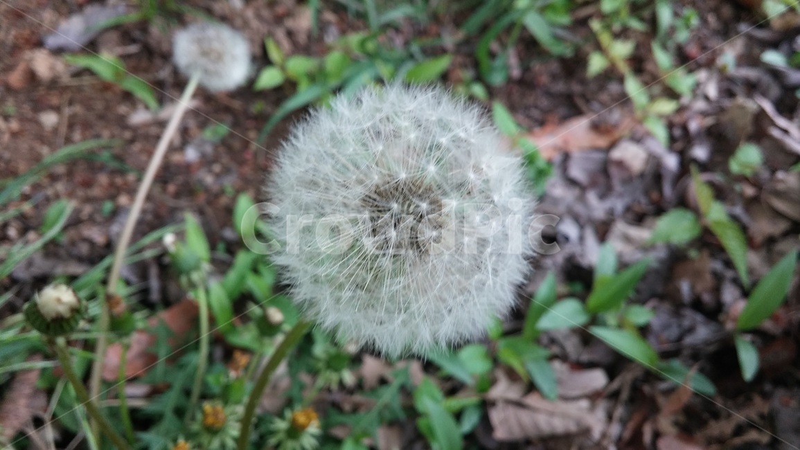 자연,식물,꽃,만들레,봄,식물,자연,plants,nature