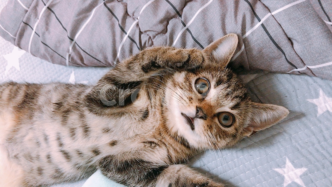 귀여운동물,동물,고양이,냐옹,새끼고양이