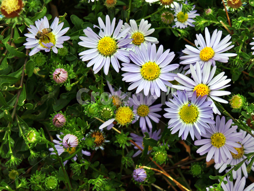 해국,해변국,염생식물,꽃,여러해살이풀,식물,자연,plants,nature,꽃,flower