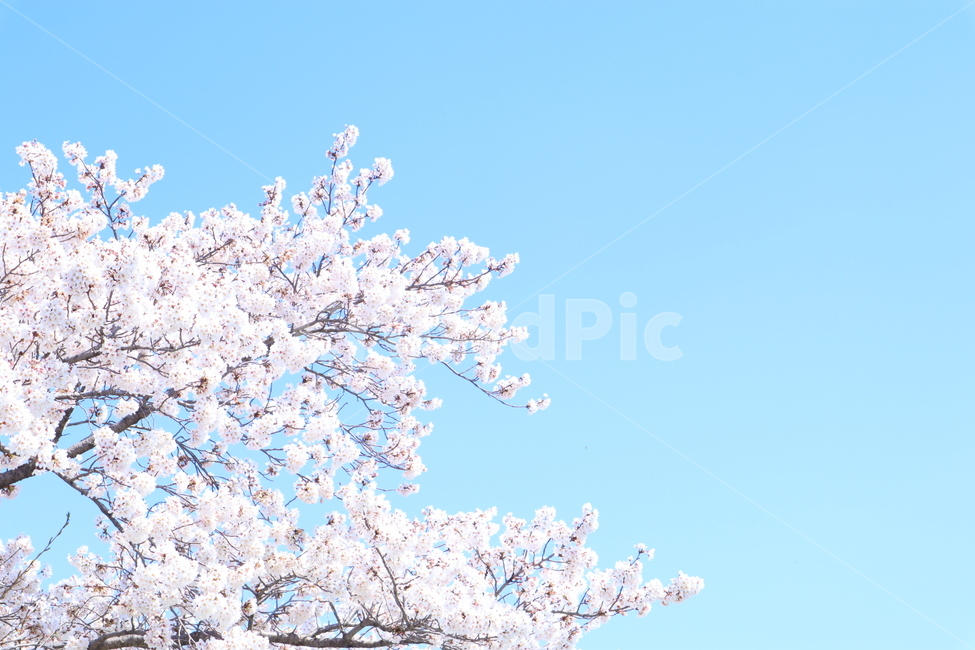 벚꽃,봄날,봄,꽃,감성,배경,spring,봄,계절,spring,season,plant,식물