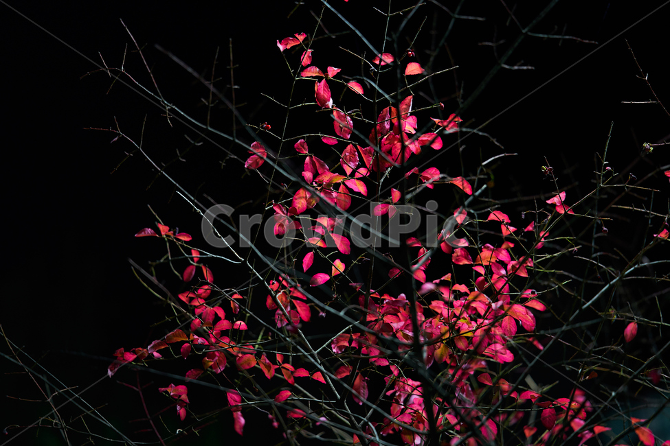 낙엽,나무,빨강,밤,red,tree,식물,night,식물,자연,plants,nature,나무,trees,wood