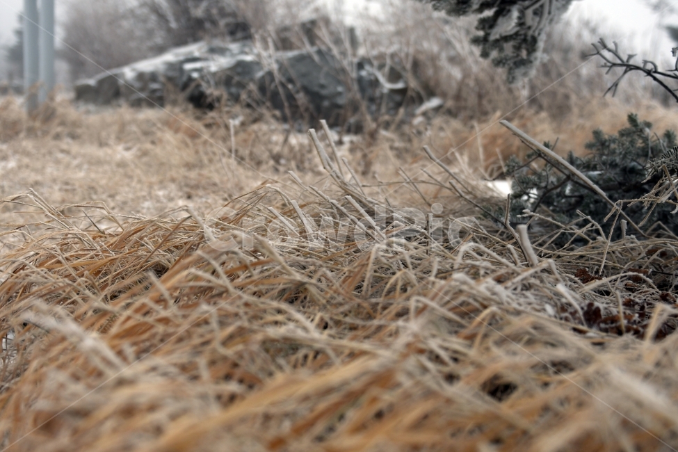 눈,풍경,겨울,눈꽃,상고대,바람,서리,추위,산,나무,겨울,계절,winter,season,식물,자연,plants,nature