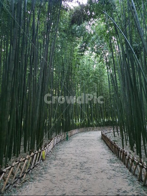 plant,식물,대나무,숲길,숲,나무,자연,풍경,nature,landscape