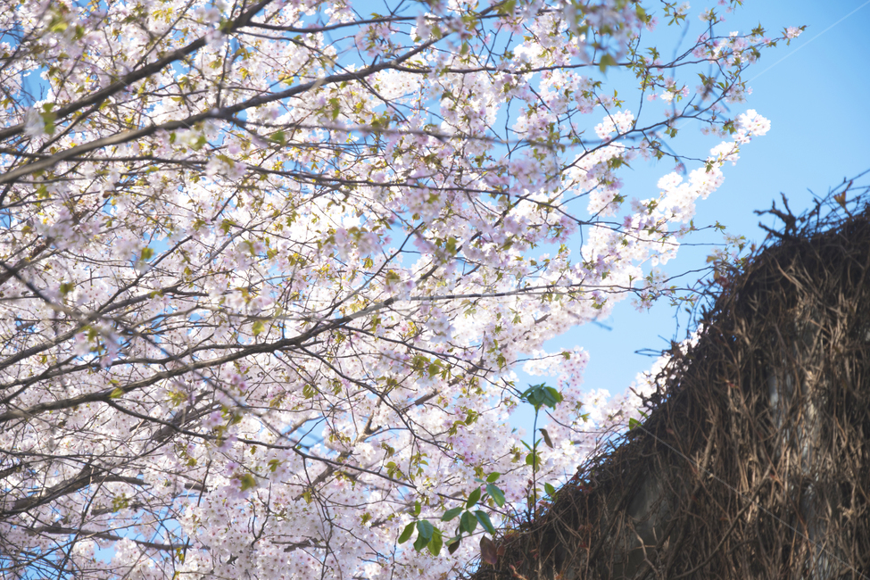 나무,벚꽃,계절,하늘,봄,봄,계절,spring,season,식물,자연,plants,nature,꽃,flower,plant,blossom