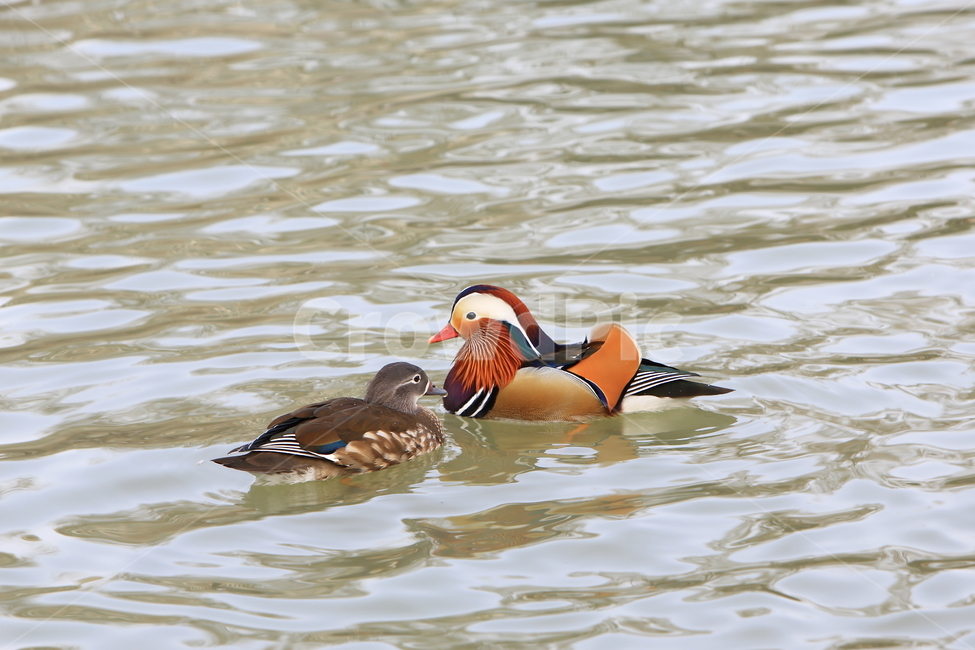 원앙,철새,자연,풍경,조류,새,동물,animal,조류,새,birds