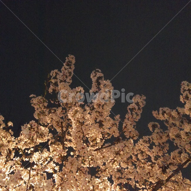벚꽃,밤,봄,감성,꽃,식물,자연,plants,nature,꽃,flower