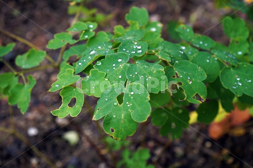 빗방울,이파리,잎,식물,가을,nature,plant,leaves,raindrop,식물,자연,plants,nature