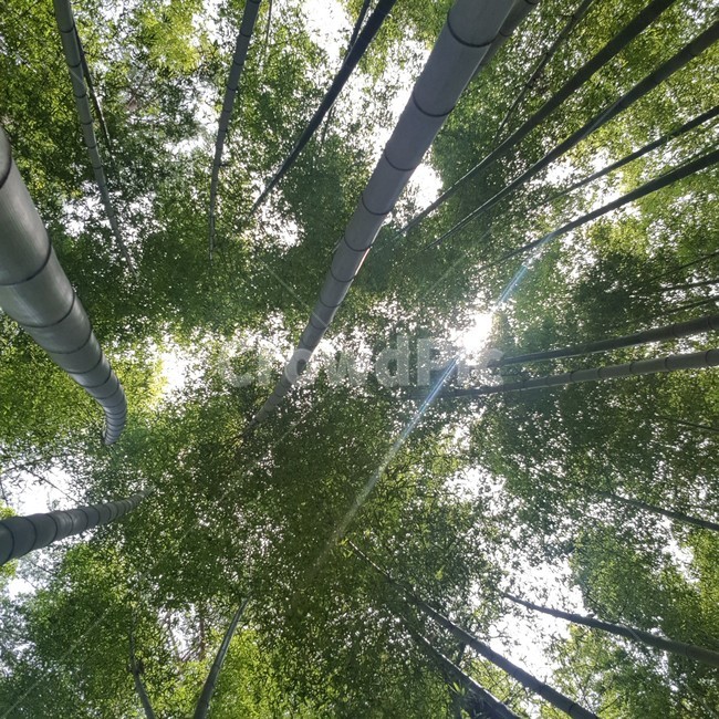 light,빛,flare,플레어,plant,tree,나무,식물