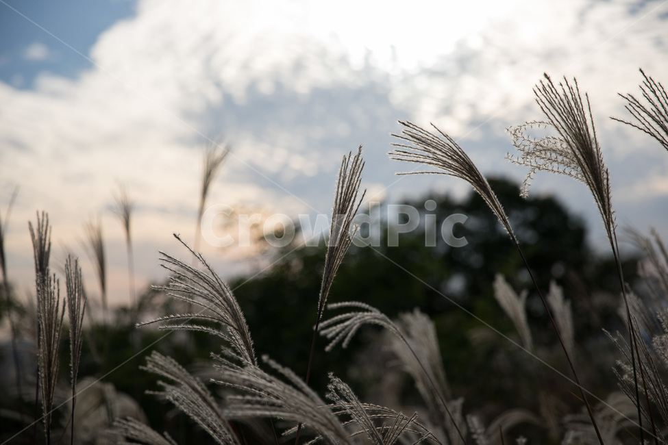 갈대,reed,풍경,하늘공원,갈대축제,가을,계절,fall,autumn,season,식물,자연,plants,nature,grass,잔디,plant,lawn