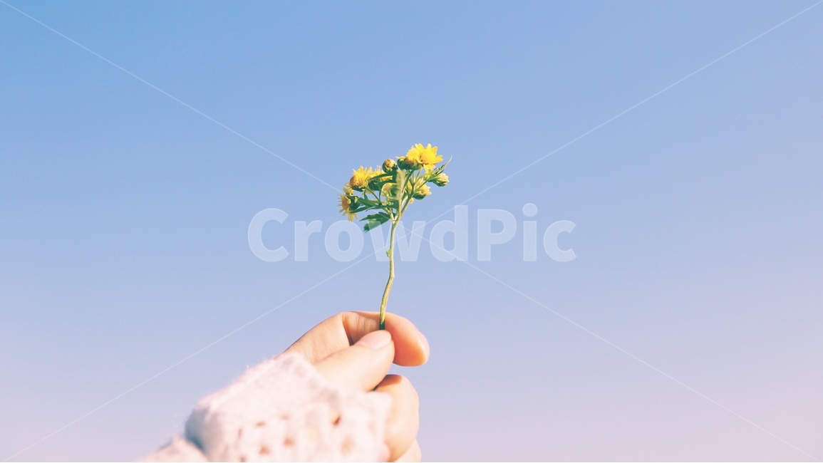 들꽃,풀꽃,하늘,손,감성,flower,식물,자연,plants,nature,꽃,flower,사람,인물,인간,human,person,신체일부,몸,body,감성,sensible,feeling,색깔,색상,색채,색감,color sense,color sensitivity,feeling of color