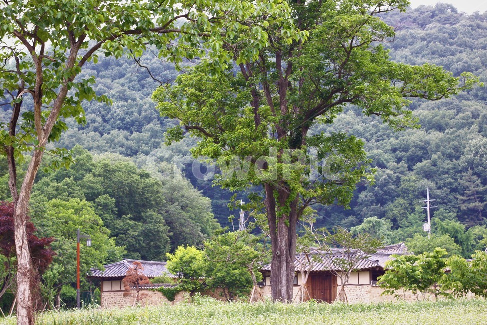 한옥,고택,정원,꽃,나무