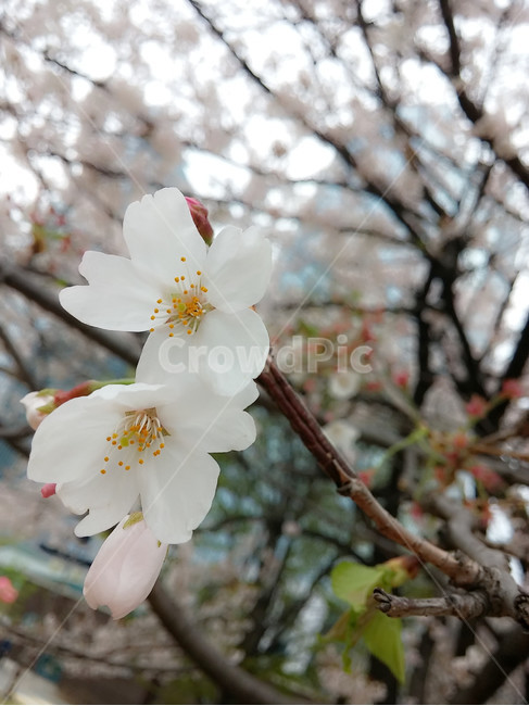 plant,식물,pollen,flower,화분,꽃,blossom
