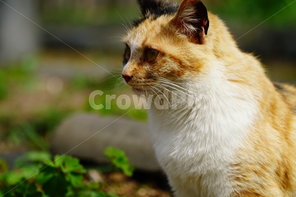 고양이,길고양이,동물,포유류,cat,animal,야옹,냐옹,야옹이,냐옹이,삼색고양이,4월,봄,april,spring,풍경,landscape,alleycat,짐승,식물,꽃밭,화단,동물,animal,포유류,mammal,고양이,cat,kitten,kitty