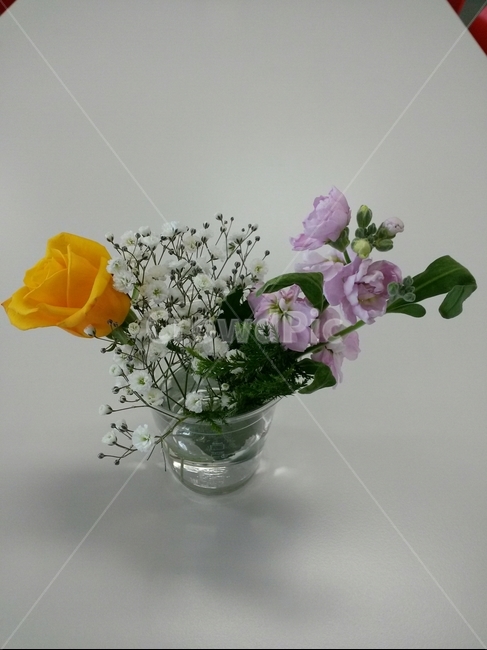 식물,꽃,작은꽃,송이,자연
