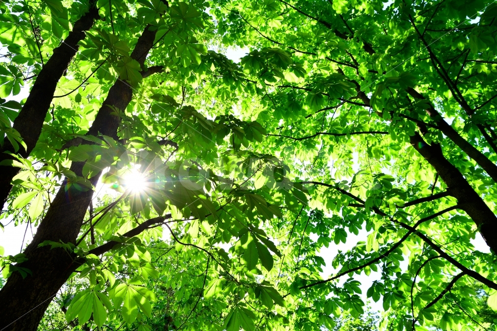 자연,그리너리,나뭇잎,식물,힐링,숲,나무들,싱그러운,green,tree,greenleaves,친환경,자연친화적,순수,청정,오염없는,색감,색상,해맑은,햇살,초록,초록물결,그린,녹색,신록,활엽수,숲속,햇빛,공기,정화,환경,자연이미지,환경친화적,푸르른,청록,배경,바탕,백그라운드,자연,풍경,nature,landscape,여름,계절,summer,season,휴식,힐링,rest,relaxation,healing,sunlight
