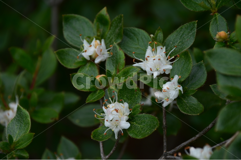 흰참꽃나무,야생화,생태,식물,자연,꽃,여름,힐링,플라워,계절,wildflower,flower,plants,nature,season,배경,목본,나무,감성,느낌,emotion,feeling,진달래과,진달래속,여름꽃,식물,자연,plants,nature,꽃,flower