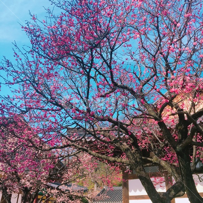 홍매화,매화나무,매화,봄꽃,절,통도사홍매화,통도사매화,풍경,자연,봄,계절,spring,season,한국전통,한국문화,korean traditional,korean culture,식물,자연,plants,nature,나무,trees,wood,plant